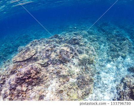 Large and beautiful whitetip reef sharks and other creatures. Beautiful coral reefs and schools of tropical fish. Amuro Island, Kabi Island, Zamami, Kerama Islands, Shimajiri District, Okinawa Prefecture 133796780