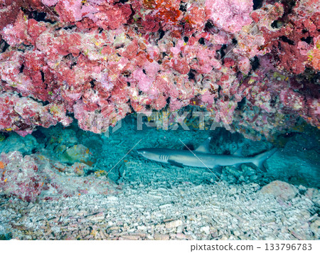 Large and beautiful whitetip reef sharks and other creatures. Beautiful coral reefs and schools of tropical fish. Amuro Island, Kabi Island, Zamami, Kerama Islands, Shimajiri District, Okinawa Prefecture 133796783