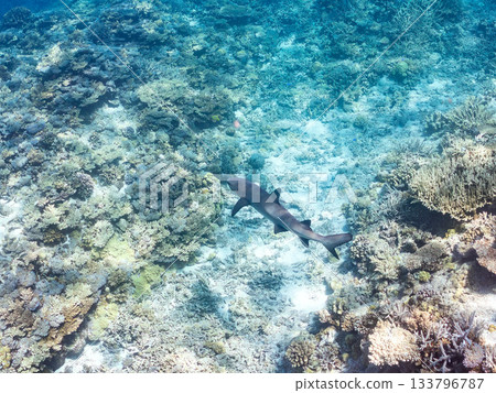 Large and beautiful whitetip reef sharks and other creatures. Beautiful coral reefs and schools of tropical fish. Amuro Island, Kabi Island, Zamami, Kerama Islands, Shimajiri District, Okinawa Prefecture 133796787