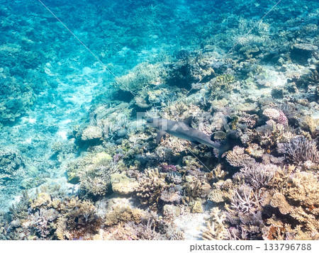 體型碩大、姿態優美的白鰭礁鯊及其他海洋生物。美麗的珊瑚礁和成群的熱帶魚。沖繩縣島尻郡慶良間群島座間味、安室島、加備島 133796788