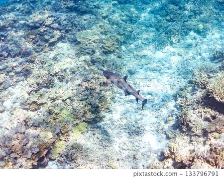 Large and beautiful whitetip reef sharks and other creatures. Beautiful coral reefs and schools of tropical fish. Amuro Island, Kabi Island, Zamami, Kerama Islands, Shimajiri District, Okinawa Prefecture Large and beautiful whitetip reef sharks and other creatures. Beautiful coral reefs and schools of tropical fish. Amuro Island, Kabi Island, Zamami, Kerama Islands, Shimajiri District, Okinawa Prefecture 133796791