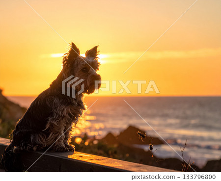 夕陽西下，一隻約克夏梗犬站在沙灘上。 133796800