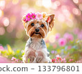一張約克夏梗犬戴著花冠的春日肖像。 133796801