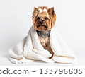裹在白毯裡的約克夏梗犬 133796805