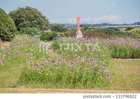 福袋市(靜岡縣)蜜瓜公園的波斯菊花田 福袋市(靜岡縣)蜜瓜公園的波斯菊花田 133796822