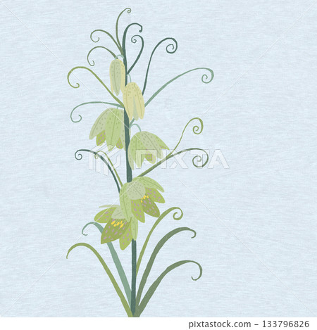 貝母屬（Fritillaria）是百合科多年生植物。 133796826