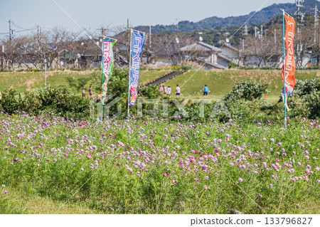 福袋市(靜岡縣)蜜瓜公園的波斯菊花田 福袋市(靜岡縣)蜜瓜公園的波斯菊花田 133796827