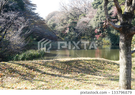 Scenery with cherry blossoms Scenery with cherry blossoms 133796879