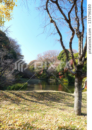 Scenery of a park with a pond 133796880