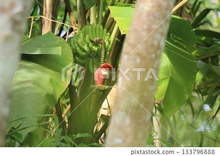 Bird on a banana tree in the rainforest in tropical garden Bird on a banana tree in the rainforest in tropical garden 133796888