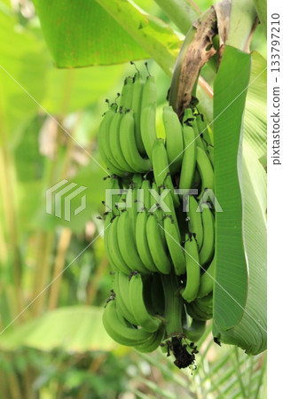 Banana tree with bunch of green bananas in tropical garden 133797210