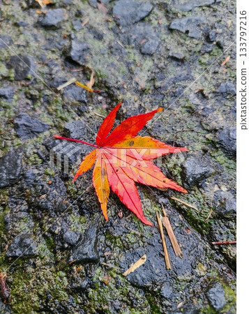 鮮紅的楓葉飄落到地上。 133797216