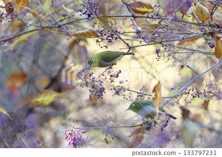 Japanese white-eye eating barberry 133797231