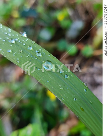 雨後草地上掛滿水珠的特寫 雨後草地上掛滿水珠的特寫 133797247