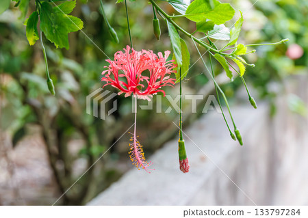 美麗的木槿花。座間味港,座間味島,慶良間群島,島尻郡,沖繩縣 - 2025 位於沖繩本島以西 40 公里處。 美麗的木槿花。座間味港,座間味島,慶良間群島,島尻郡,沖繩縣 - 2025 位於沖繩本島以西 40 公里處。 133797284