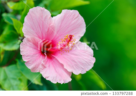 Beautiful hibiscus. Zamami Port, Zamami Island, Kerama Islands, Shimajiri District, Okinawa Prefecture - 2025 Located 40km west of the main island of Okinawa. 133797288