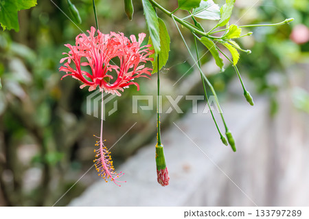 美麗的木槿花。座間味港，座間味島，慶良間群島，島尻郡，沖繩縣 - 2025 位於沖繩本島以西 40 公里處。 133797289