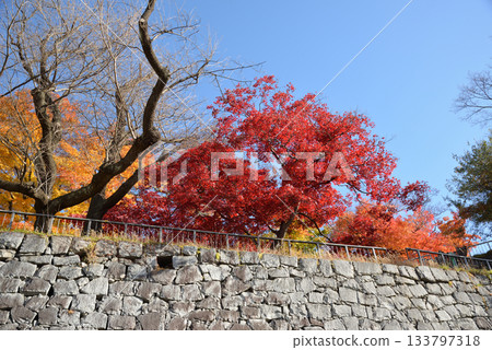 Autumn leaves of Morioka castle ruins park Autumn leaves of Morioka castle ruins park 133797318