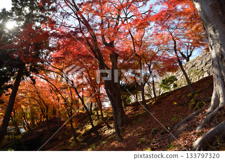 Autumn leaves of Morioka castle ruins park 133797320