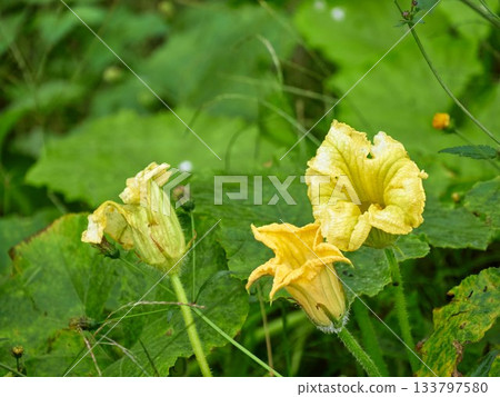 yellow pumpkin flower and pumpkin leaf 133797580