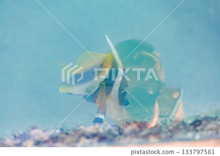 Southern flathead, butterflyfish, moorish idols, and others swimming on the surface of the harbor. Zamami Port, Zamami Island, Kerama Islands, Shimajiri District, Okinawa Prefecture Southern flathead, butterflyfish, moorish idols, and others swimming on the surface of the harbor. Zamami Port, Zamami Island, Kerama Islands, Shimajiri District, Okinawa Prefecture 133797581