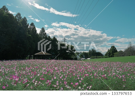 Sparkling photo of cosmos in the sunshine 133797653