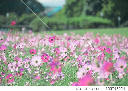 陽光下閃閃發光的宇宙星空照片 133797654