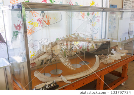 候車室以座頭鯨和海豚為主題。沖繩縣島尻郡慶良間群島座間味島座間味港 - 2025 133797724