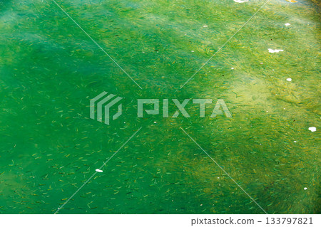 一群小魚在港口水面上游動。座間味港，座間味島，慶良間群島，島尻郡，沖繩縣 - 2025，距沖繩本島40公里。 133797821