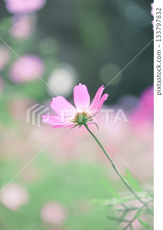 Sparkling photo of cosmos in the sunshine Sparkling photo of cosmos in the sunshine 133797832