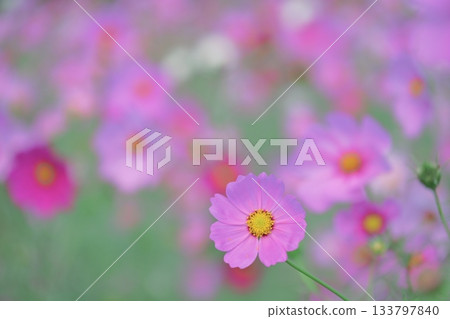 陽光下閃閃發光的宇宙星空照片 陽光下閃閃發光的宇宙星空照片 133797840