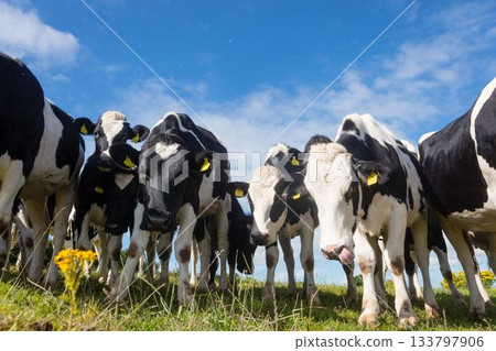 Low angle view of cows standing on grassy field against sky Low angle view of cows standing on grassy field against sky 133797906