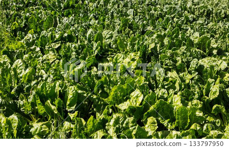 Leafy green crops are creating continuous foliage in flat design, showing fresh leaves and soil Leafy green crops are creating continuous foliage in flat design, showing fresh leaves and soil 133797950