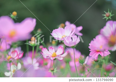 A fluffy photo of cosmos in the sunshine 133798090