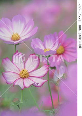 A fluffy photo of cosmos in the sunshine A fluffy photo of cosmos in the sunshine 133798097