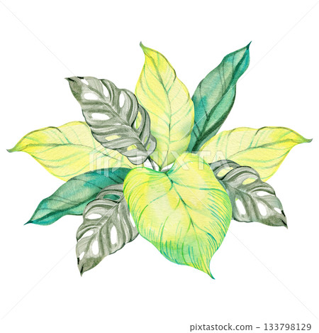 Watercolor tropical leaf composition with bright green and yellow tones. Artistic botanical illustration featuring round foliage and delicate details. Perfect for natural design projects and modern Watercolor tropical leaf composition with bright green and yellow tones. Artistic botanical illustration featuring round foliage and delicate details. Perfect for natural design projects and modern 133798129