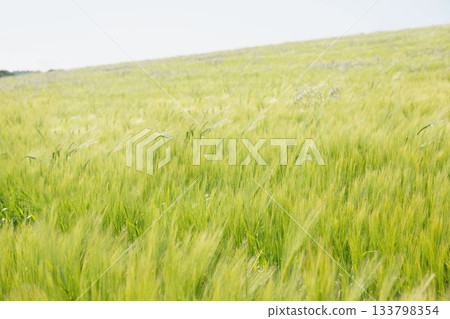Green wheat stalks are swaying in flat design rural farmland, under clear sunny sky Green wheat stalks are swaying in flat design rural farmland, under clear sunny sky 133798354