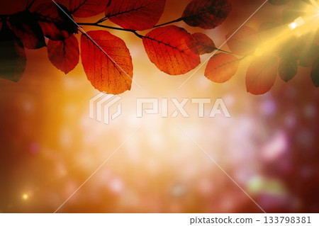 Golden leaves on a branch Golden leaves on a branch 133798381