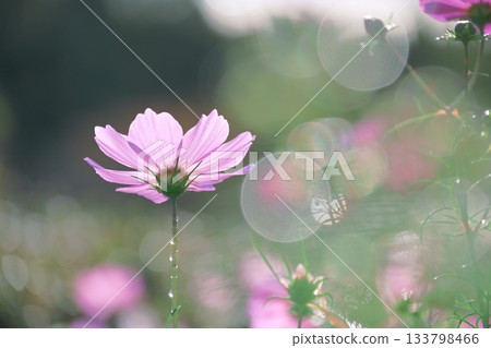 Sparkling photo of cosmos in the sunshine 133798466