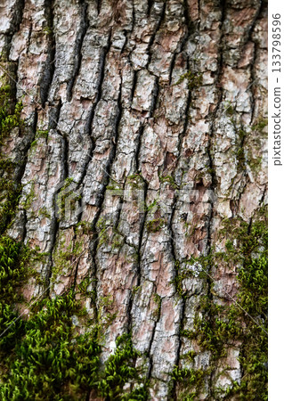 Texture of brown tree bark with green moss and lichen. Macro photography of the textured bark of a tree with a moss, taken in a forest. 133798596