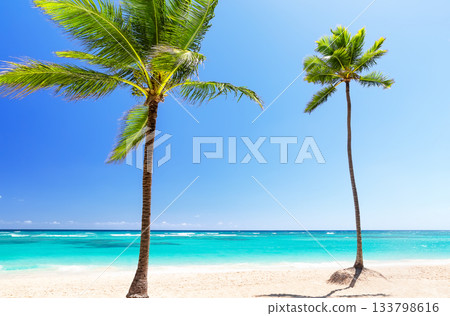 Perfect white sand beach with coconut palm trees and turquoise water in Punta Cana, Dominican Republic. Summer holiday beach concept. 133798616