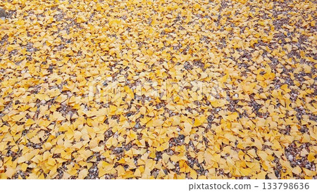 A carpet of golden ginkgo trees! A carpet of golden ginkgo trees! 133798636
