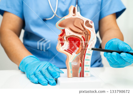 Asian doctor with nasal oral throat cavity neck human anatomy model for study diagnosis and treatment in hospital. 133798672