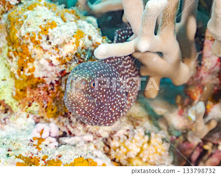 Beautiful coral reefs and schools of tropical fish. Amuro Island, Kerama Islands, Shimajiri District, Okinawa Prefecture, Zamami Island Beautiful coral reefs and schools of tropical fish. Amuro Island, Kerama Islands, Shimajiri District, Okinawa Prefecture, Zamami Island 133798732