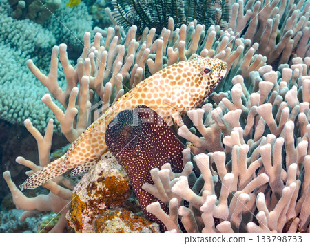 Beautiful coral reefs and schools of tropical fish. Amuro Island, Kerama Islands, Shimajiri District, Okinawa Prefecture, Zamami Island 133798733