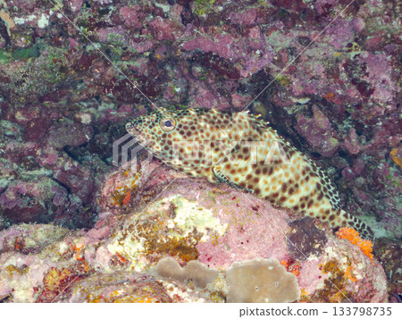 Beautiful coral reefs and schools of tropical fish. Amuro Island, Kerama Islands, Shimajiri District, Okinawa Prefecture, Zamami Island Beautiful coral reefs and schools of tropical fish. Amuro Island, Kerama Islands, Shimajiri District, Okinawa Prefecture, Zamami Island 133798735