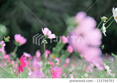 陽光下閃閃發光的宇宙星空照片 133798763