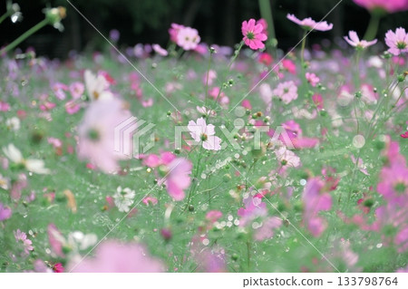 Sparkling photo of cosmos in the sunshine 133798764