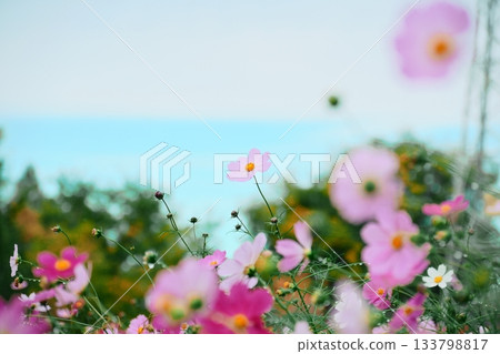 A fluffy photo of cosmos in the sunshine A fluffy photo of cosmos in the sunshine 133798817