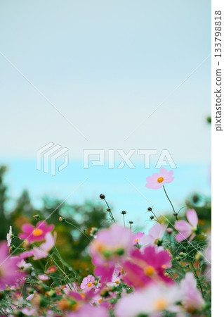 A fluffy photo of cosmos in the sunshine A fluffy photo of cosmos in the sunshine 133798818